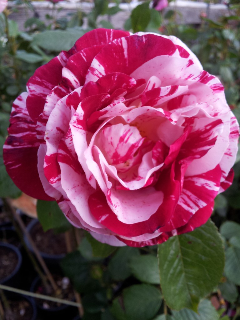 White And Red Rose Name White And Red Rose Name