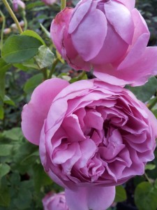 PRINCESS ALEXANDRA OF KENT – David Austin Modern Shrub Rose of ...