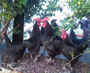 THREE HANDSOME BOYS ONE HEN