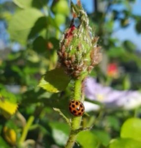 Aphids and Ladybug