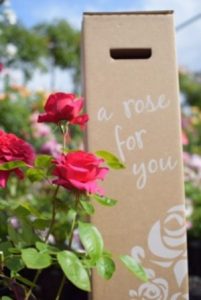 gift roses