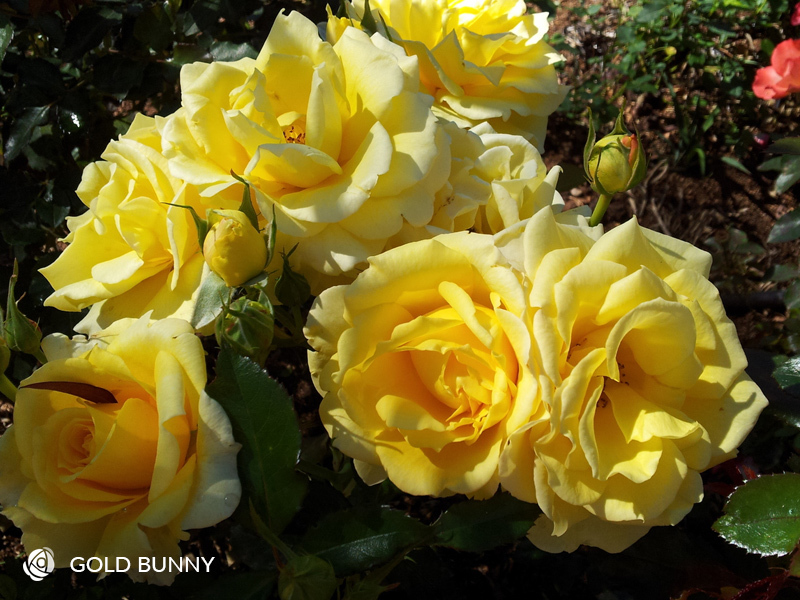 10 Best Climbing Roses All About Roses